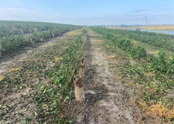 Produtor rural perde R$ 3 milhões com estragos causados por ventania e granizo no interior do ES