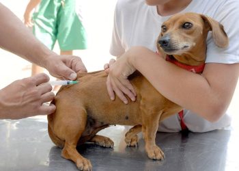 Prefeitura anuncia calendário de vacinação antirrábica para cães e gatos em Jaguaré