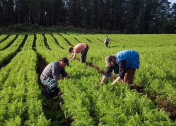 Agronegócio avança 7% em 2022 e impulsiona o crescimento da economia capixaba