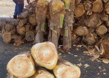 Semana Santa: palmito está 40% mais caro e deixa torta capixaba salgada