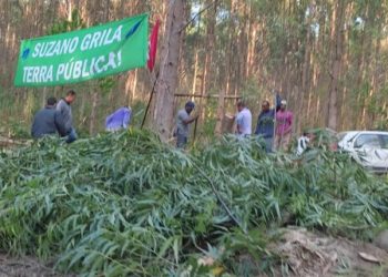 Duas áreas produtivas foram alvos de invasões de terras em Aracruz, no Espírito Santo
