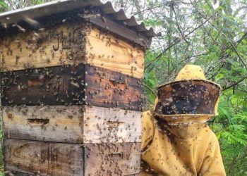 Produção de mel no Espírito Santo cresce 13,46%