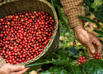 Chuvas amenizam situação das lavouras de café no Espírito Santo