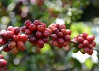 Preço do café conilon dispara 35% em relação a março de 2023