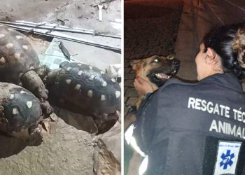 Veterinários saem de Minas Gerais para ajudar animais atingidos pela enchente no ES
