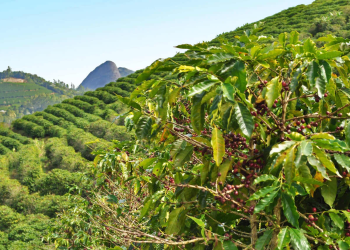Nova Venécia e Vitória estão entre as 10 maiores cidades exportadoras de café do Brasil