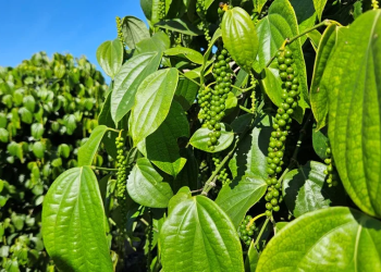 Espírito Santo avança na estruturação de programa de desenvolvimento sustentável da pipericultura