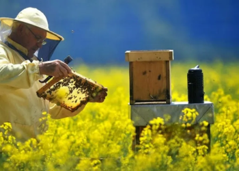 Apicultores capixabas fortalecem produção sustentável de mel e ampliam geração de renda