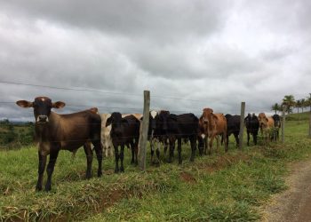 Produtores rurais do Espírito Santo devem atualizar cadastro do rebanho até 30 de junho