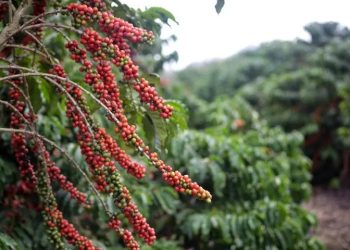 Com recuo de mais de 15% no mês, café arábica volta a ser cotado abaixo de R$ 2 mil a saca