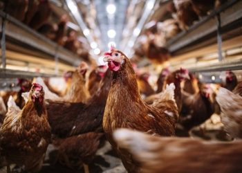 Espírito Santo reforça vigilância contra a gripe aviária