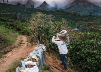 Café capixaba tem suspiro de alívio com tarifas de Trump, mas jogo ainda não acabou