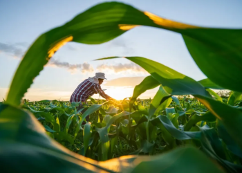 Espírito Santo lança plano de crédito rural de R$ 10 bilhões com foco em setores afetados pelo tarifaço