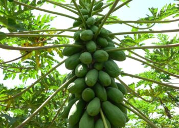 Com demanda aquecida na Europa, exportações de mamão do Espírito Santo crescem 19,8%