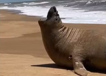 elefante-marinho é encontrado em praia do ES