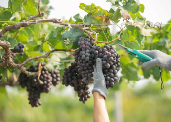 Viticultura avança no Espírito Santo e está presente em 29 municípios