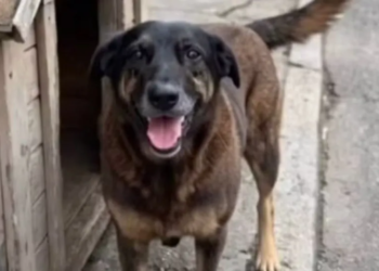 Polícia quer apreender passaporte de envolvido na morte do cão Orelha