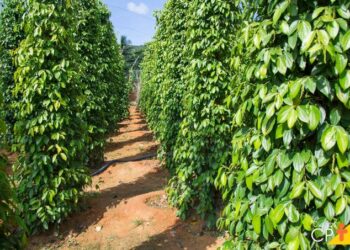 Pimenta-do-reino: área plantada cresce 6 vezes no Es e exportações decolam
