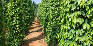 Pimenta-do-reino: área plantada cresce 6 vezes no Es e exportações decolam