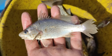 Estudo aponta deformações em peixes coletados no Norte do ES